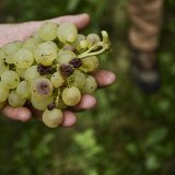 En moyenne, les vendanges ont eu lieu trois semaines plus tôt que la moyenne de la période trentenaire 1991-2020 en Suisse. C'était déjà le cas l'année dernière (image symbolique). KEYSTONE/THEOPHILE BLOUDANIS